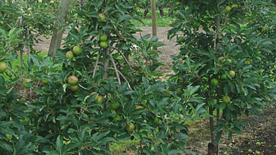 Gesamtansicht Elstar am 26. Juni: Hurra, endlich ist es etwas frischer! Hier hat es in den letzten Tagen viel geregnet, alles ist grau in grau. Düstere Zeiten sind das für die Rote Spinne und den Apfelwickler, denn beide hassen Nässe. Die hoffen jetzt auf Sonnenschein…
Quelle: Dr. Seuser