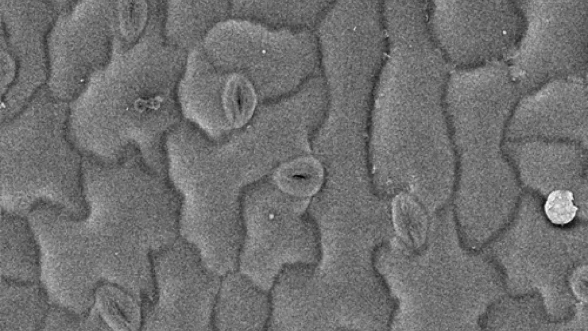 Geschlossen wegen Trockenstress: Spaltöffnungen der Ackerschmalwand
Quelle: Prof. Walther, Universität Ulm