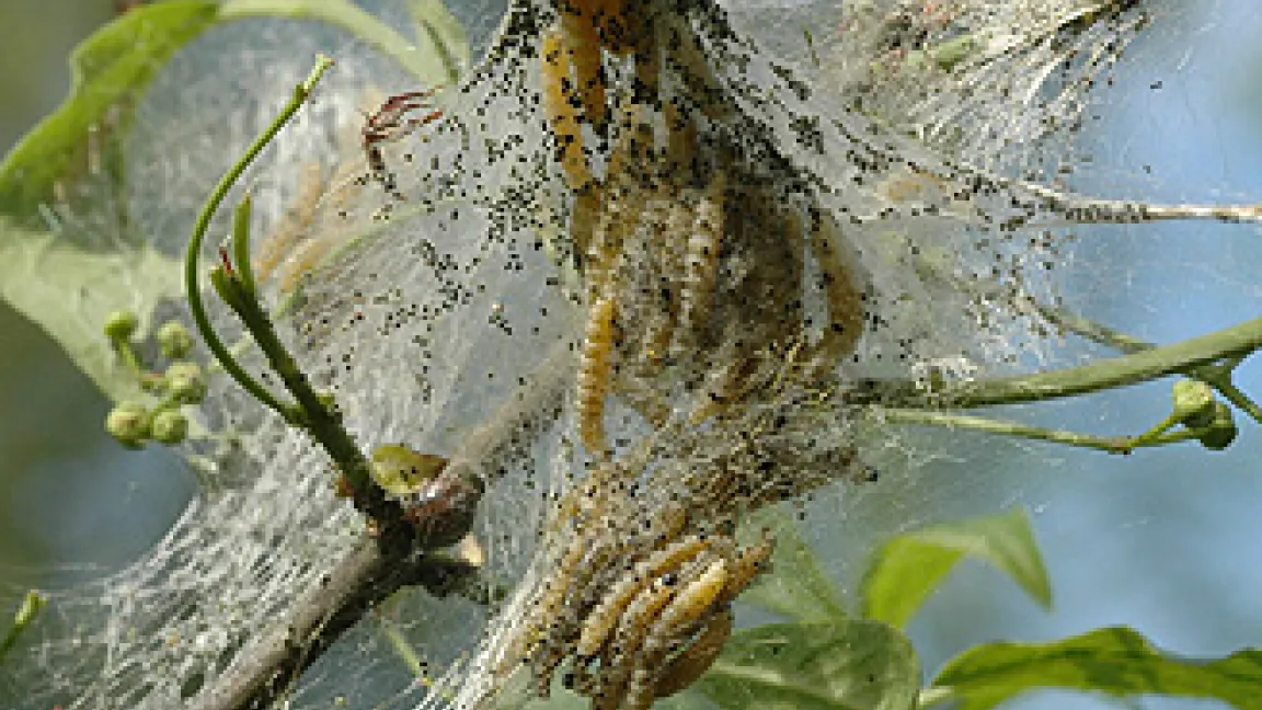 Gespinste an einem Pfaffenhütchen-Strauch
Quelle: Thomas Lohrer.