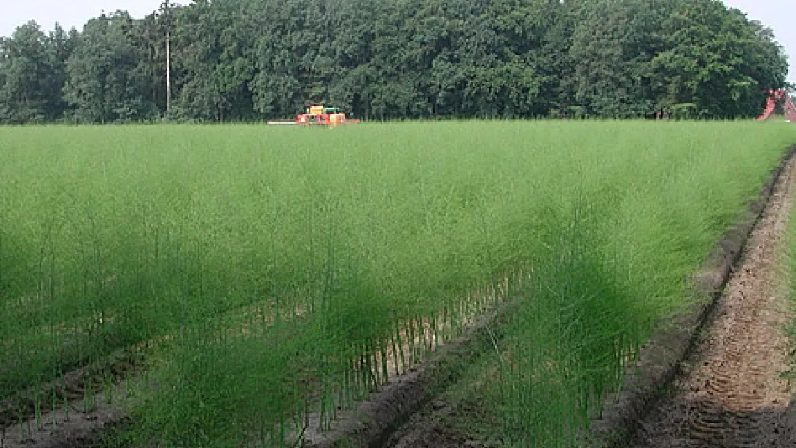 Gesundes Spargelkraut.
Quelle: Markus Dohmann, LWK NRW
