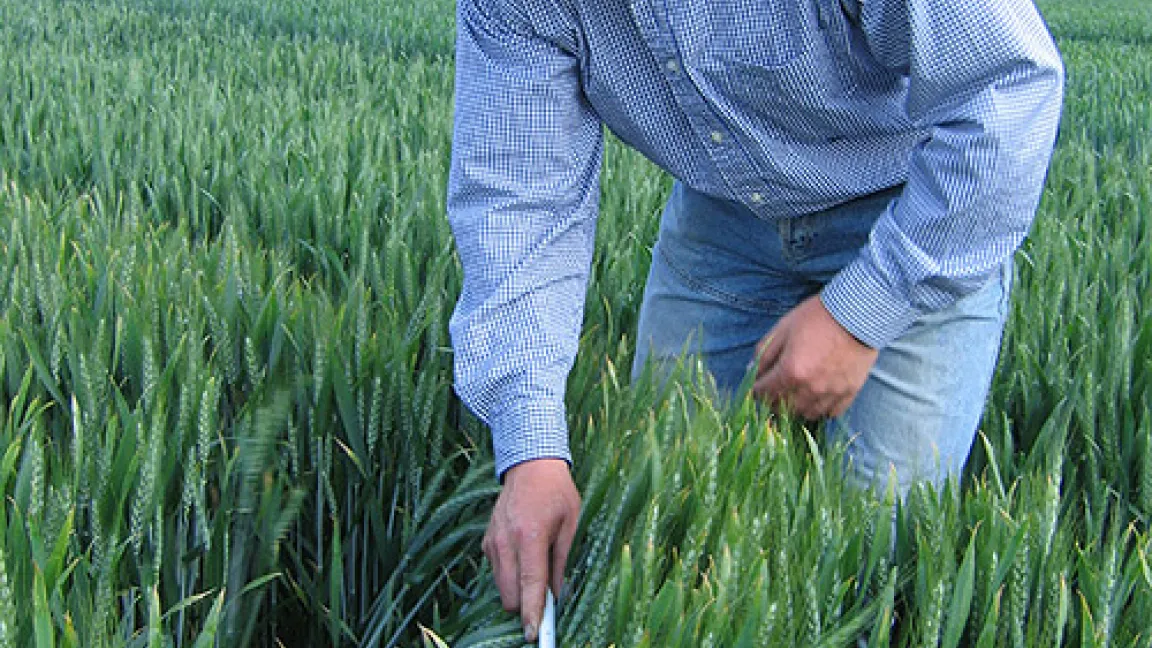 Getreide und andere Kulturen könnten Dank der neuen Erkenntnisse zukünftig sicherer mit Nährstoffen versorgt werden.
Quelle: Matthias Wiedenau