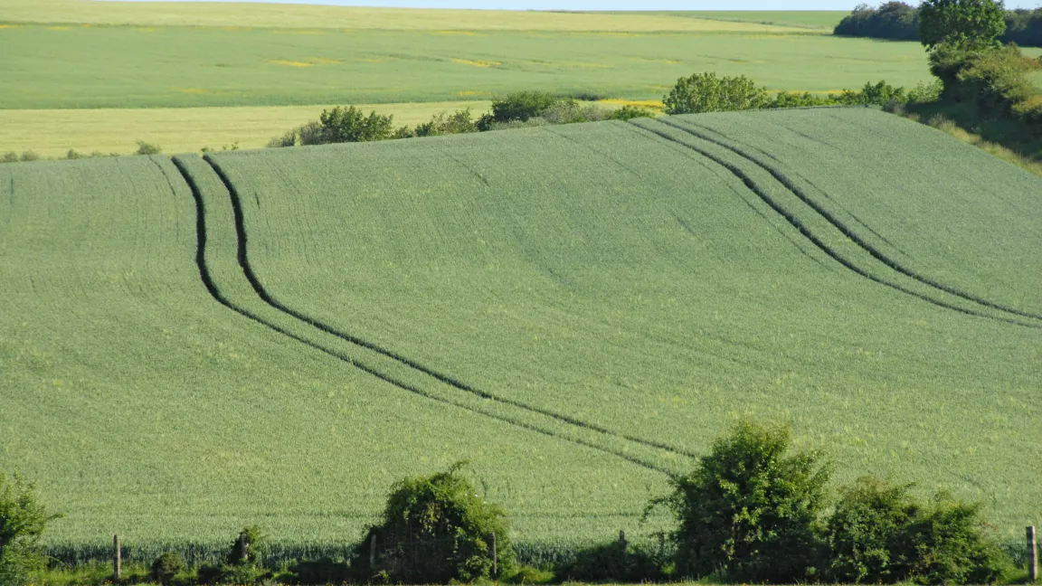 Fruchtbare Böden und eine effiziente Bewirtschaftung bringt Deutschland an Platz 2 im Weltagrarhandel. Foto: Inge Weber