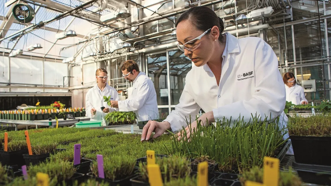 Neue Perspektiven für den Pflanzenschutz. In den Gewächshäusern wird nach neuen Wirkstoffen geforscht. Foto: BASF SE
