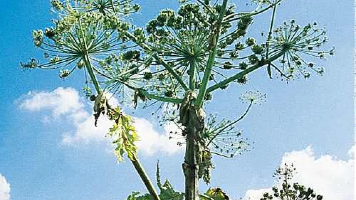 Giftpflanze des Jahres 2008: Herkulesstaude.
Quelle: IVA