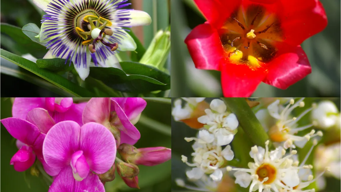 Vier gefährliche Schönheiten: Die Kandidaten im Finale zur Wahl der Giftpflanze 2013. Fotos: Helge Masch/Botanischer Sondergarten Wandsbek, Hamburg