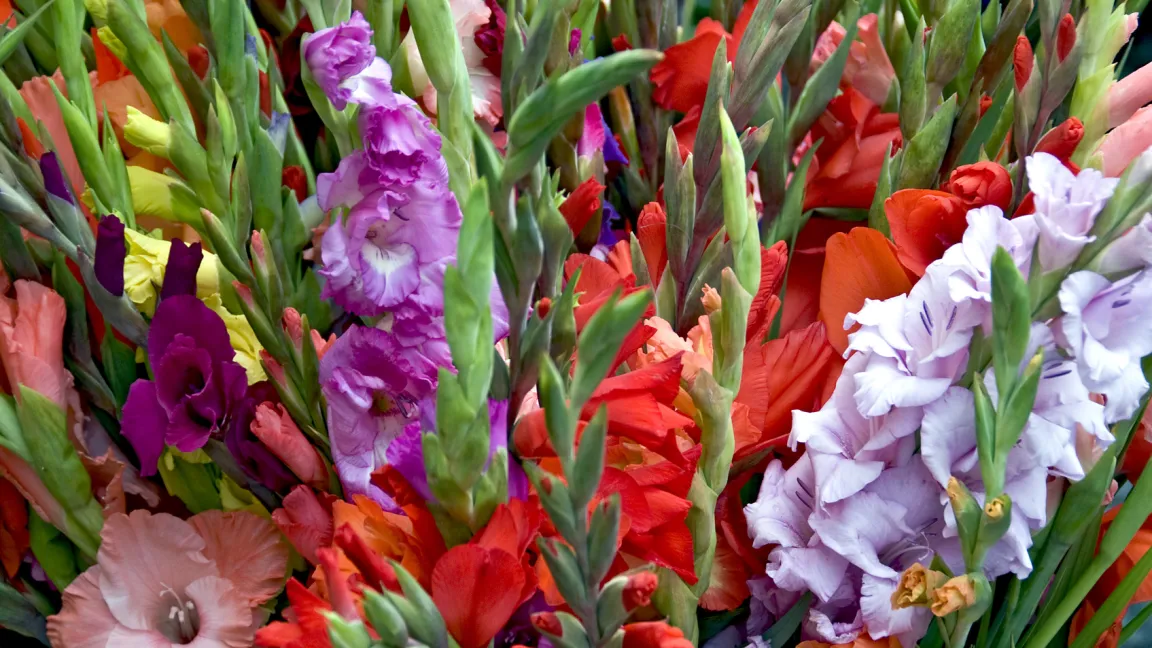 Um sich  im nächsten Jahr an schönen Gladiolen erfreuen zu können, ist bei der Lagerung der Knollen einiges zu beachten. Foto: fotolia