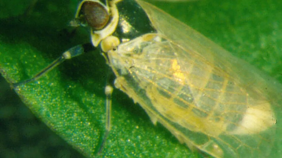 Glasflügelzikaden übertragen die Schwarzholzkrankheit im Weinbau.
Quelle: Dr. Michael Maixner, JKI Bernkastel-Kues