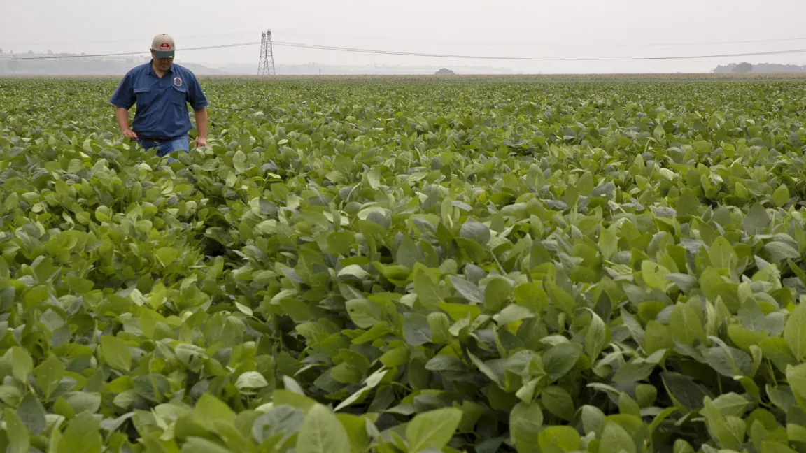 Auchin Südafrika werden gv-veränderte Sojabohnen angebaut. Foto: CropLife International