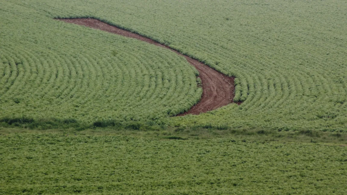 Der Anbau von gv-Sojabohnen beträgt in Südafrika etwa 85 %. Foto: CropLife International