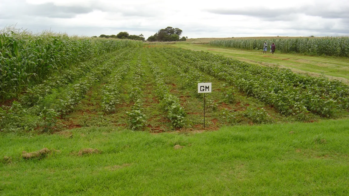 Die Anbaufläche gentechnisch veränderter Pflanzen ist 2014 um 6 Millionen Hektar auf 181 Millionen Hektar gestiegen. Foto: CropLife International