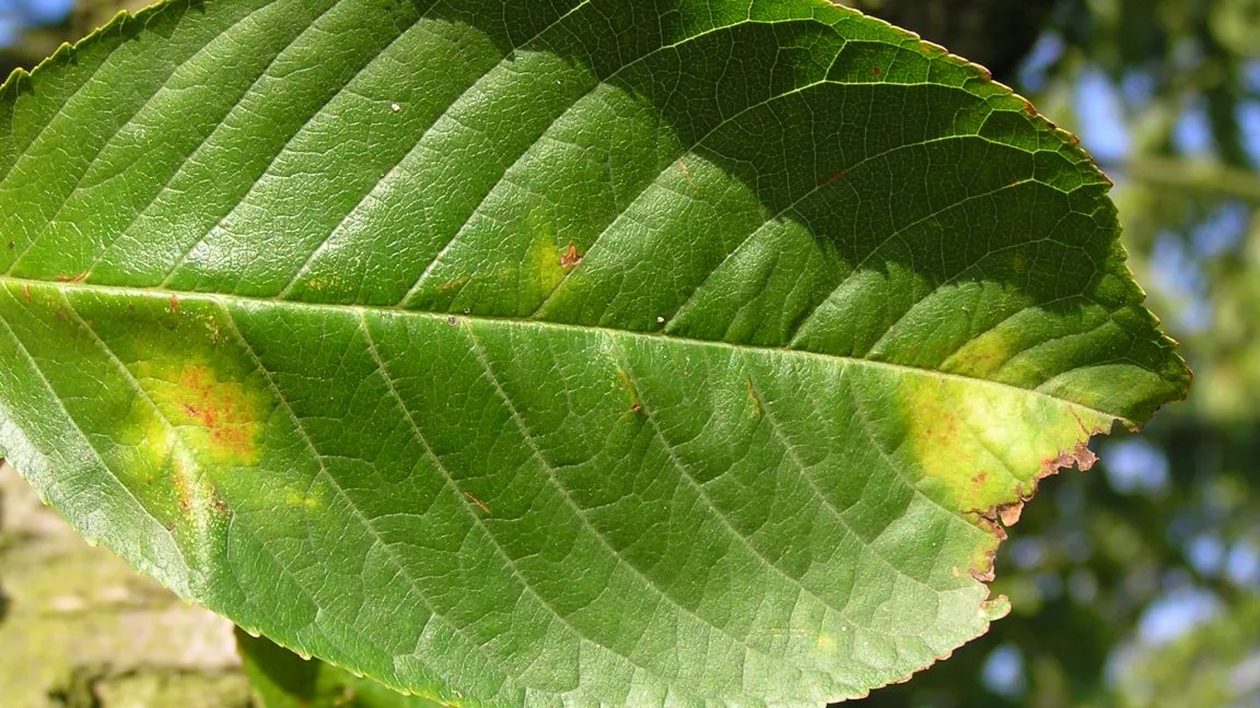 U.a. sorgt der Gnomonia-Pilz für böse Überraschungen: Der Beginn des Befalls an Kirschblattoberseite. Foto: Klaus Niehörster