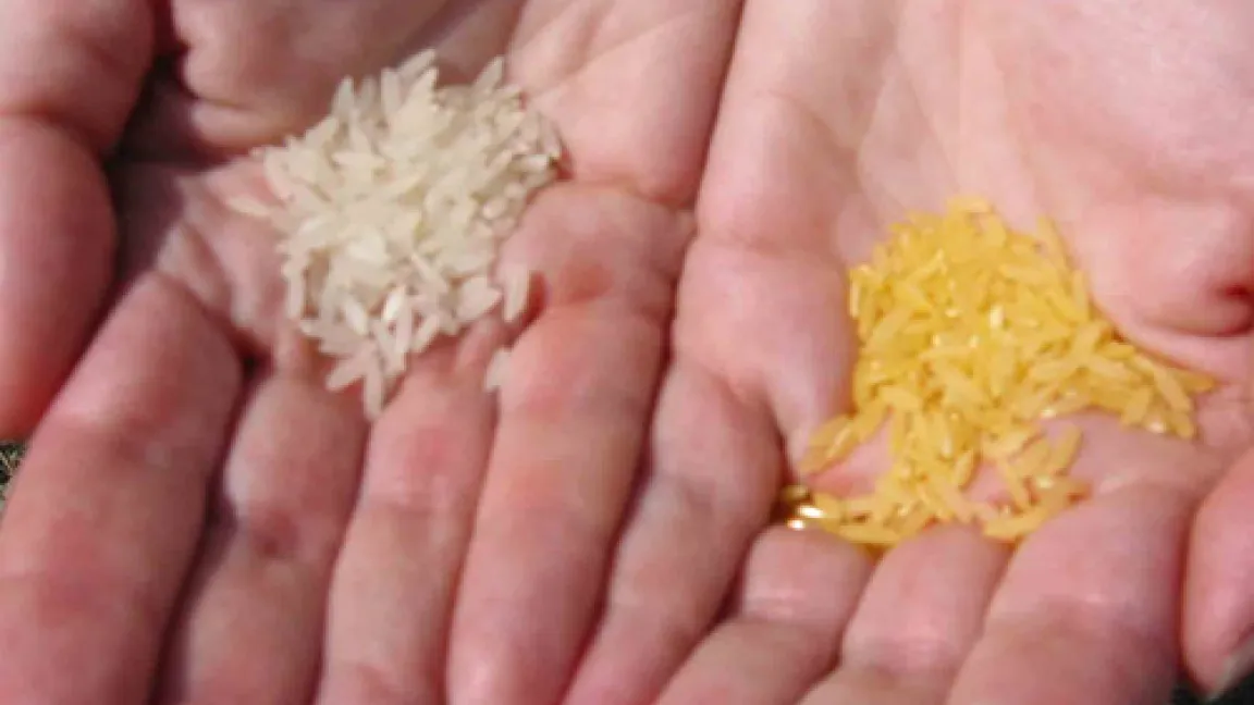 Golden Rice (re) und herkömmlicher Reis.
Quelle: Golden Rice Humanitarian Board