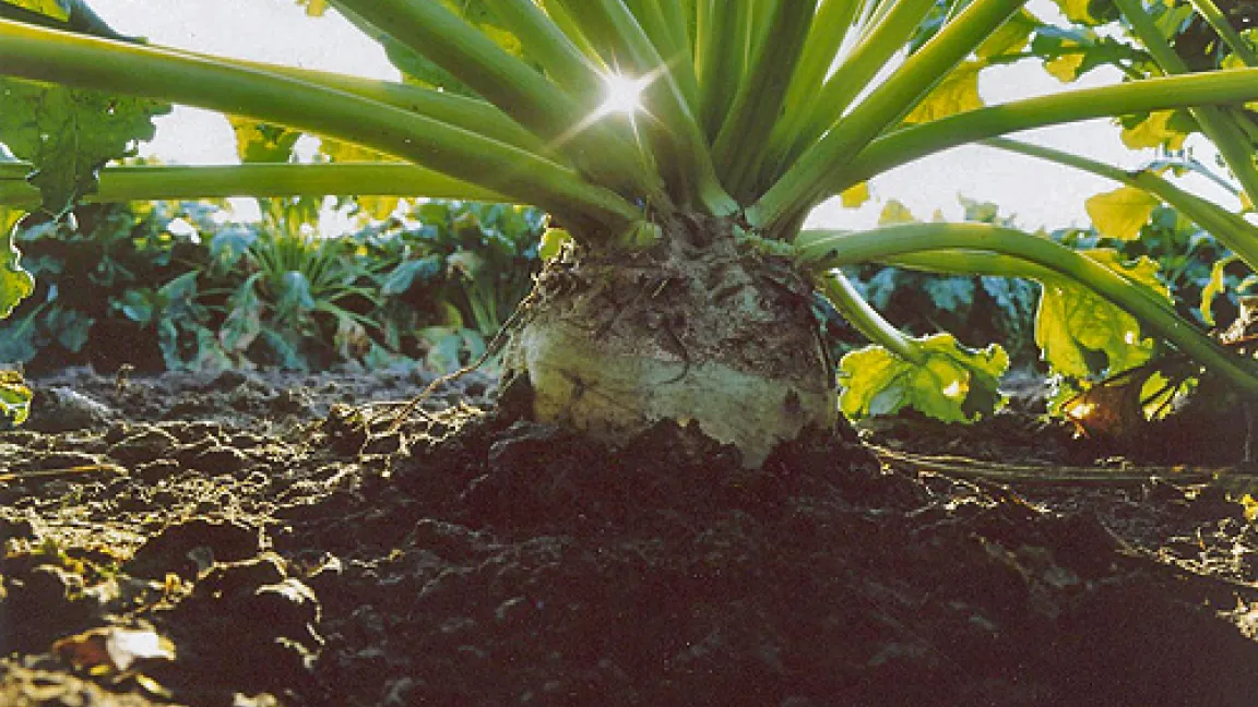 Goldene Zukunft für die Zuckerrübe.
	Quelle: FNR - Fachagentur Nachwachsende Rohstoffe