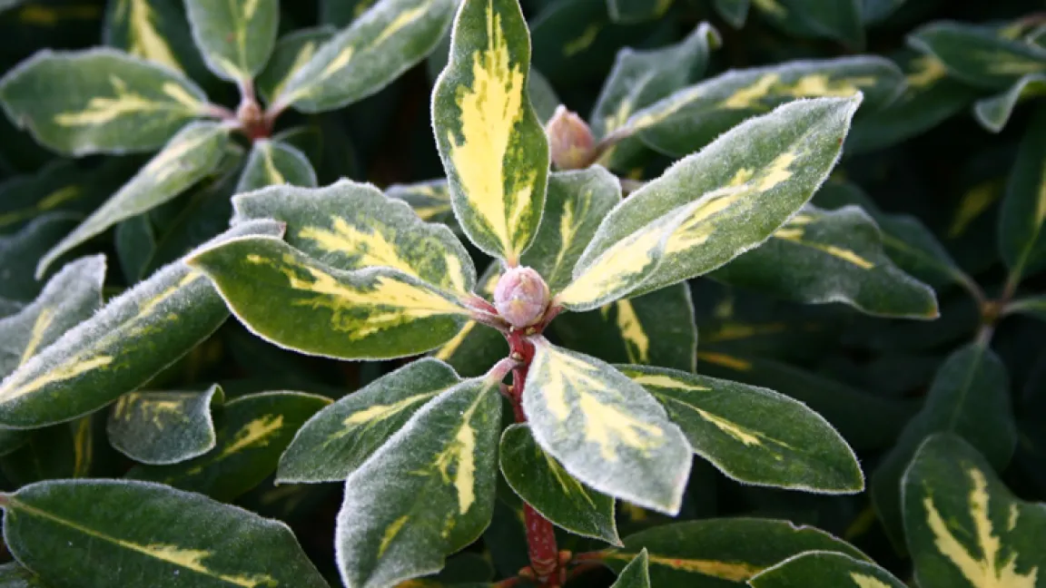 Dieser Rhododendron hat dem Frost widerstanden und wird in spätestens 2 Monaten blühen.
Quelle: LWK Niedersachsen