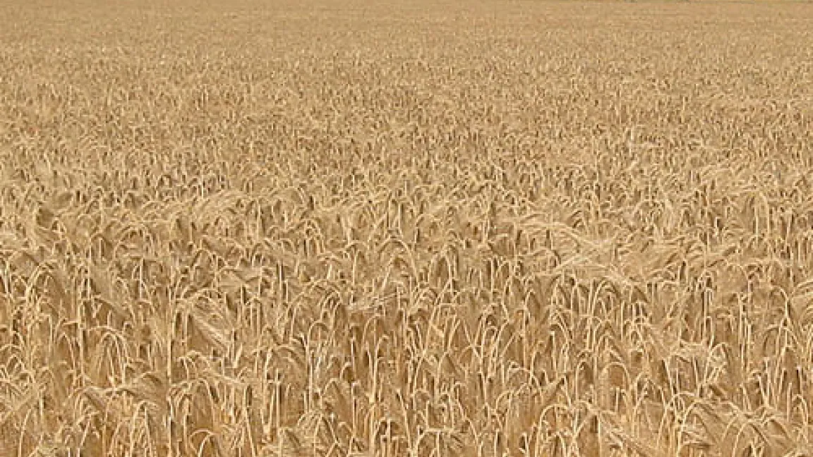 Goldgelber, vollreifer Gerstenbestand, aufgenommen Ende Juni 2005.
	Quelle: Wiedenau