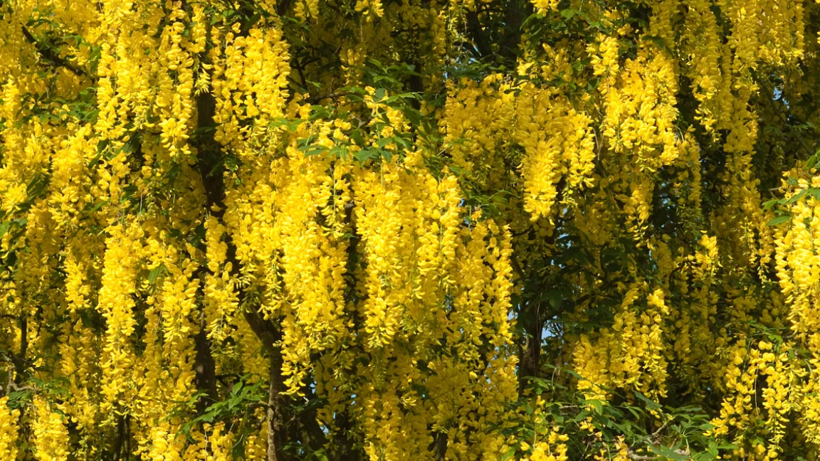 Kandidat 2: Der Goldregen. Foto: Fotolia