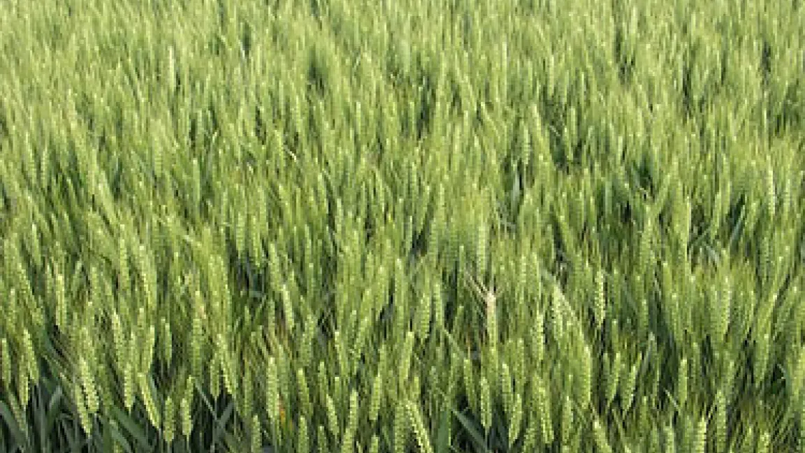 Scheinbar gleichmäßige Bestände bringen kleinräumig sehr unterschiedliche Erträge.
Quelle: Wiedenau