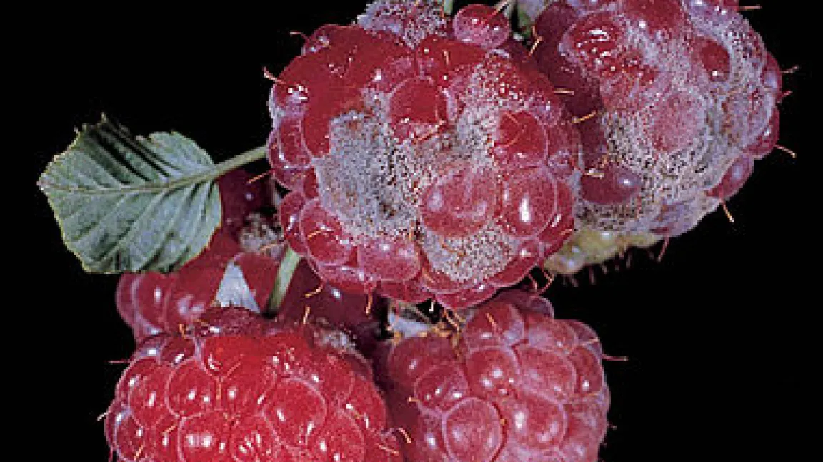 Grauschimmel an Früchten
	Quelle: Bayer CropScience