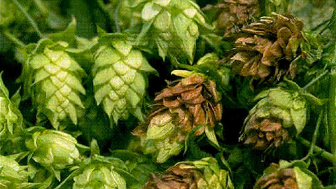 Grauschimmel an Hopfen.
	Quelle: AgroSlide