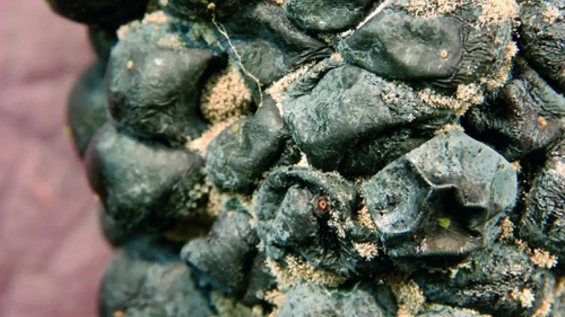 Grauschimmel an Weitrauben versursacht durch Botrytis cinerea.
Quelle: Bayer CropScience