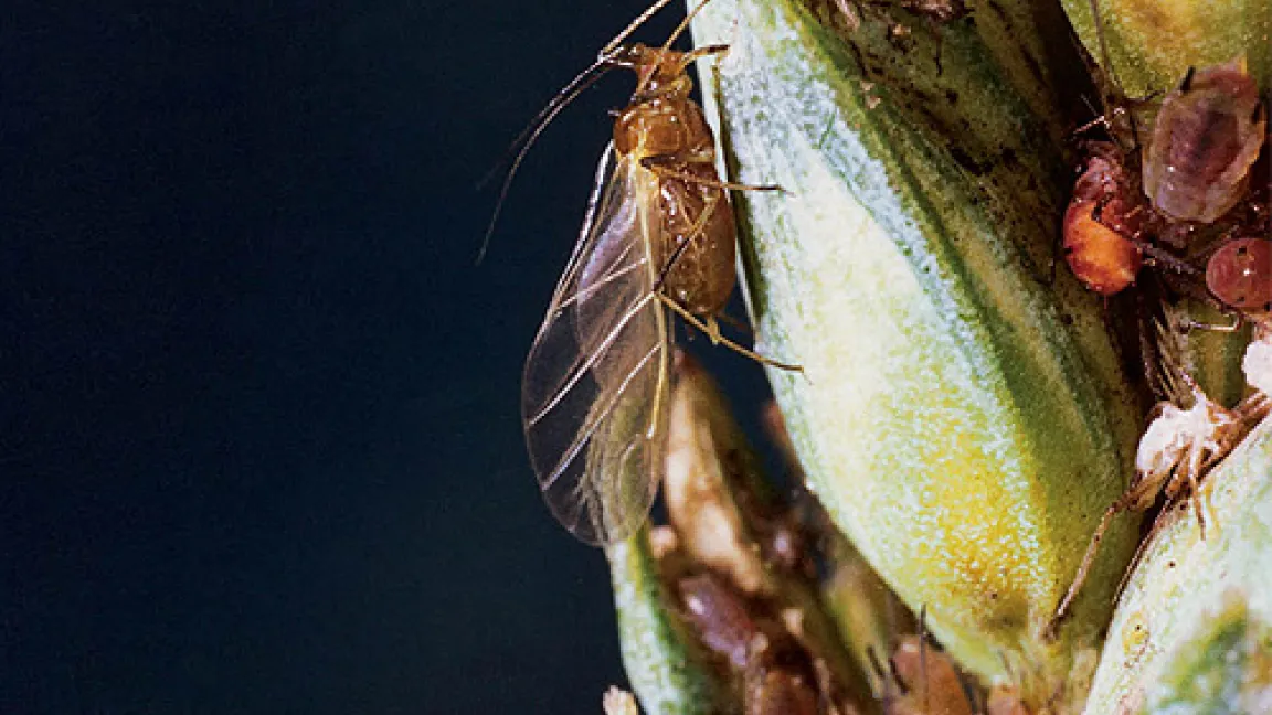 Große Getreideblattlaus an einer Getreideähre.
	Quelle: Bayer CropScience