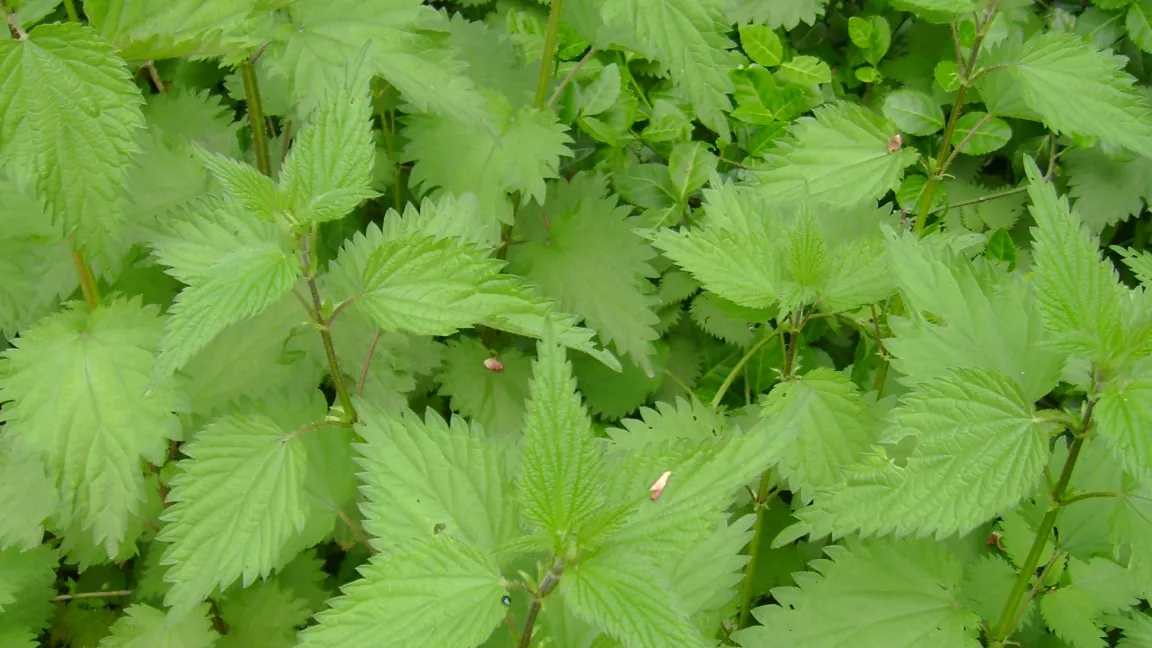 Die Große Brennnessel bietet Nahrung z.B. ......
Foto: Klaus Margraf