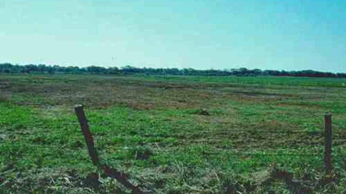 Großflächiger Tipula-Schaden auf Landwirtschaftlichen Grünflächen
	Quelle: Landwirtschaftskammer Hannover.