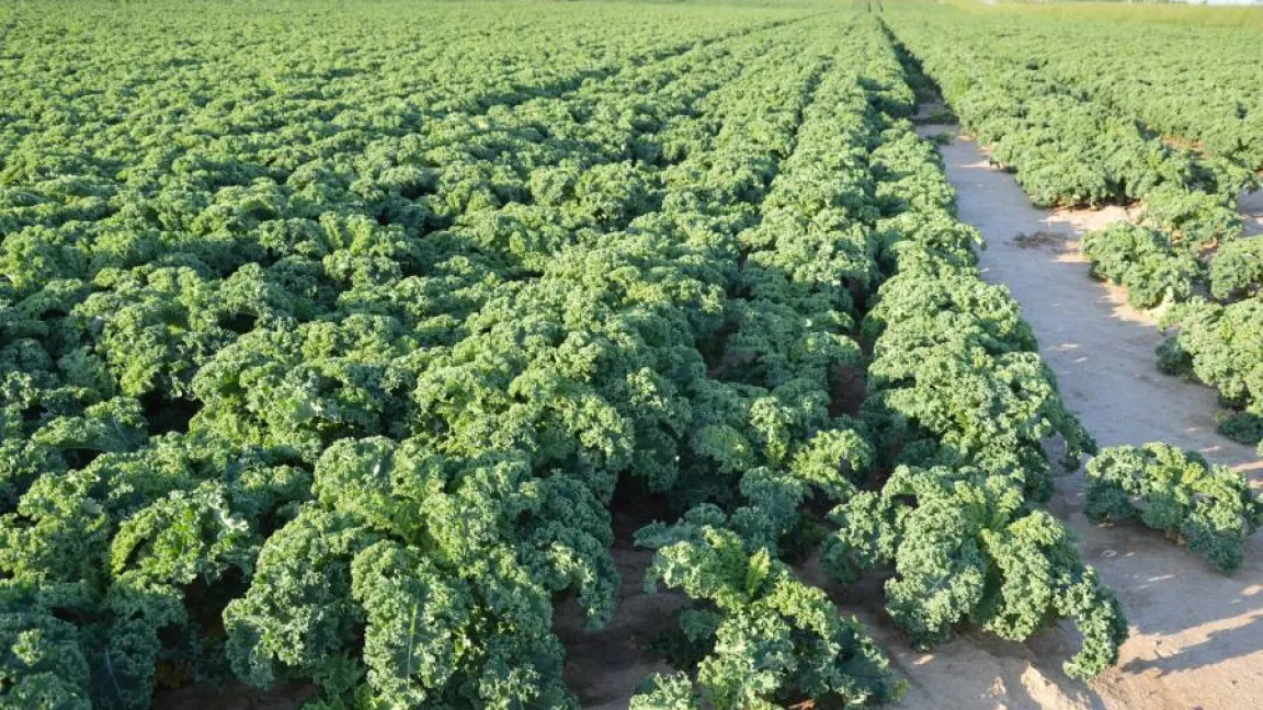 Grünkohl zählt neben anderen Kohlarten, Erbsen, Bohnen, Radieschen oder Zwiebeln zu den schwefelbedürftigen Gemüsekulturen. Foto: Matthias Wiedenau