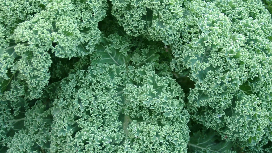 Das Wintergemüse Grünkohl erlebt eine Renaissance in der Gastronomie. Foto: Thomas Wagner, BDG