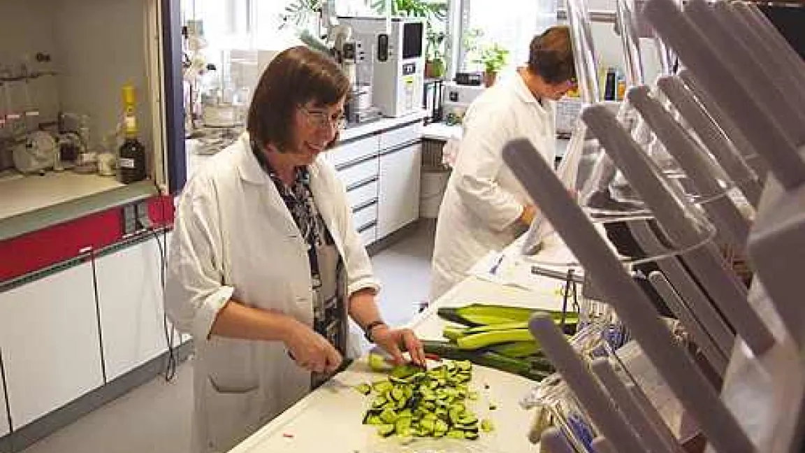 Gurken auf dem Prüfstand – Lebensmittelkontrolleurinnen bei der Arbeit.
Quelle: Chemisches und Veterinäruntersuchungsamt (CVUA)Stuttgart