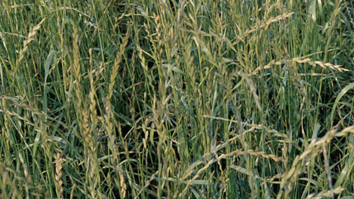 Gutes Grünland zeichnet sich durch hohe Anteile von Welschem Weidelgras aus.
	Quelle: Bayer Imagebank