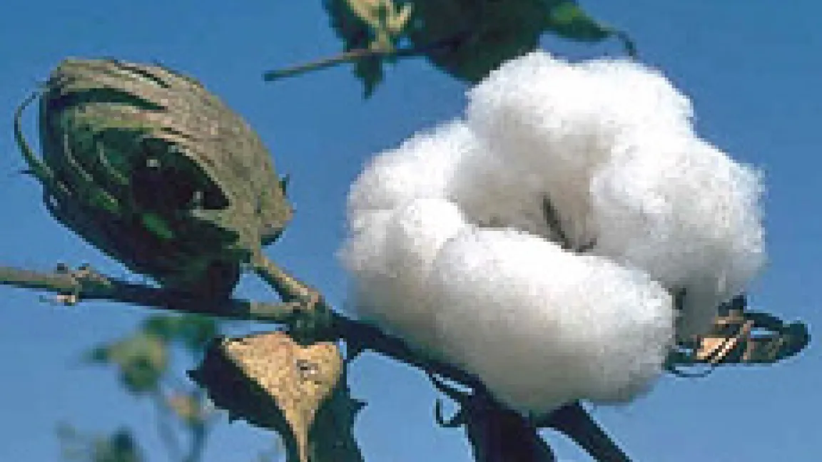 gv-Baumwolle ist gegen den Baumwollkapselwurm resistent.
	Quelle: Bayer CropScience