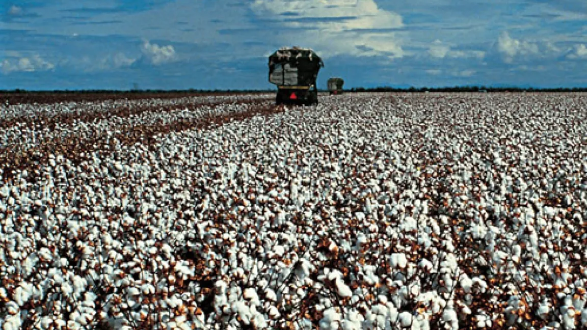 Gegenüber dem Vorjahr ist die Anbaufläche von gv-Baumwolle in den USA um 19 Prozent gewachsen
Quelle: Bayer CropScience