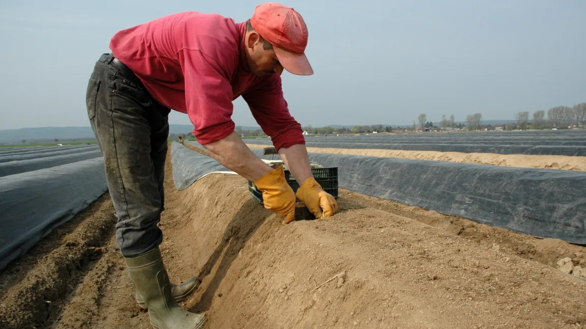 Spargel wird von Hand geerntet. Foto: agrar-press