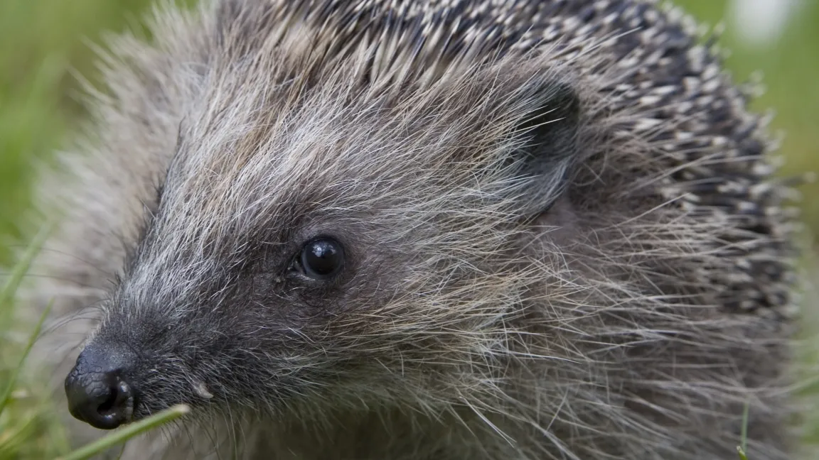 Der Igel ist ein äußerst nützlicher Gartenmitbewohner. Wer ihm über den Winter altes Pflanzenmaterial oder Laub in einer ruhigen Ecke des Gartens überlässt, darf sich im nächsten Frühjahr über weitere Gartenhelfer freuen. Foto: Friederike Krick