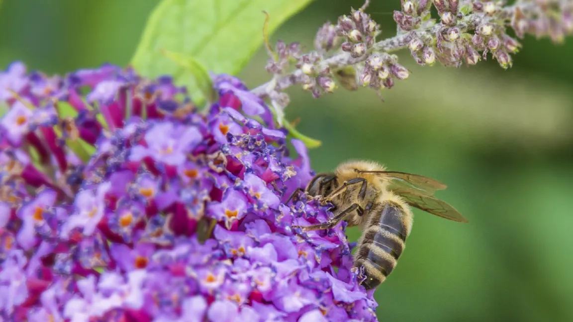 Viele Wespen sind nützliche räuberische Insekten. Foto: Friederike Krick