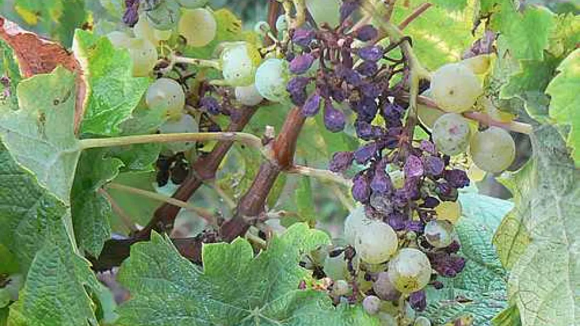 Hagel führt in der Regel zum Totalausfall der Ernte in dem betroffenen Weinberg.
Quelle: Volker Born