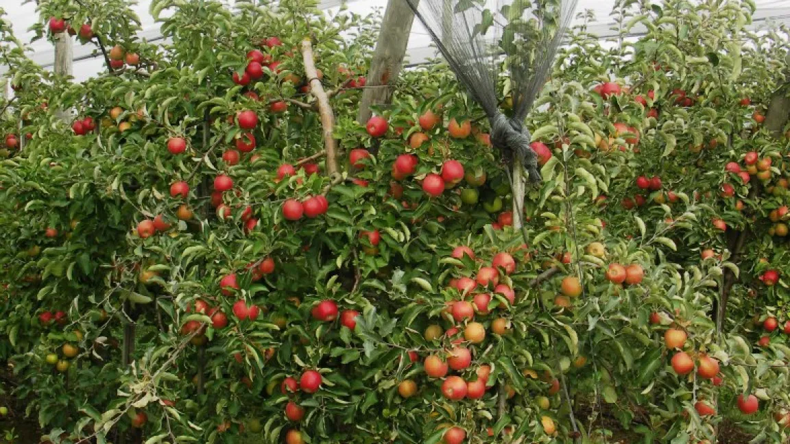 Hagelschutznetze sind für den Obstbauroboter kein Hindernis. Foto: Matthias Wiedenau