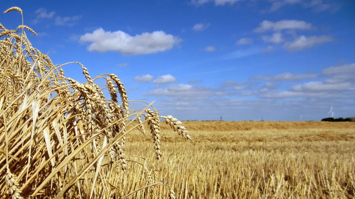 Die Getreideernte 2012 war Ende August in nahezu allen deutschen Anbaugebieten abgeschlossen. Foto: Matthias Wiedenau
