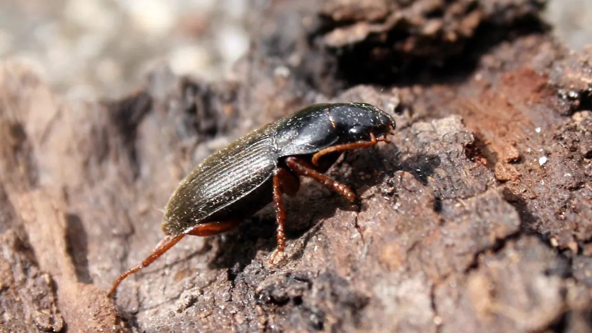 Der Behaarte Erdbeersamenlaufkäfer kann beträchtliche Schäden an Erdbeeren verursachen. Foto: M. Felke