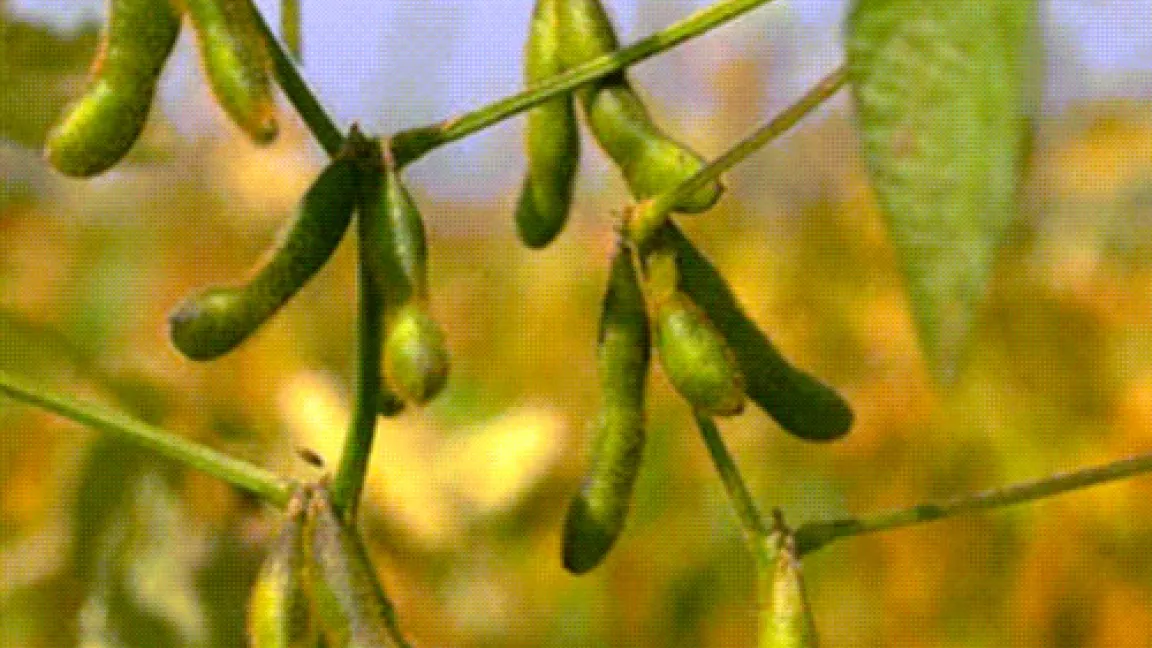 Heranreifende Sojabohnen.
	Quelle: BASF AgroSlide