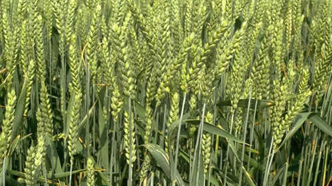 Heranreifender Weizen.
	Quelle: BASF AgroSlide