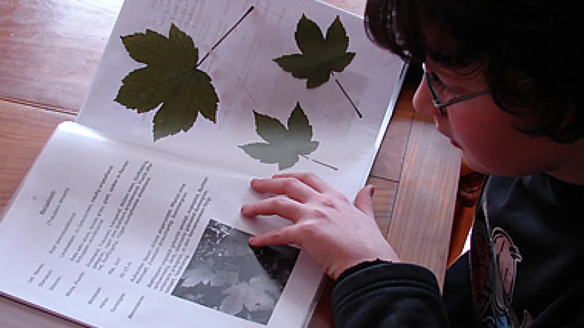 Herbarium - Blättersammlung als Aufgabe im Biologieunterricht.
Quelle: Digitale Zeiten GmbH