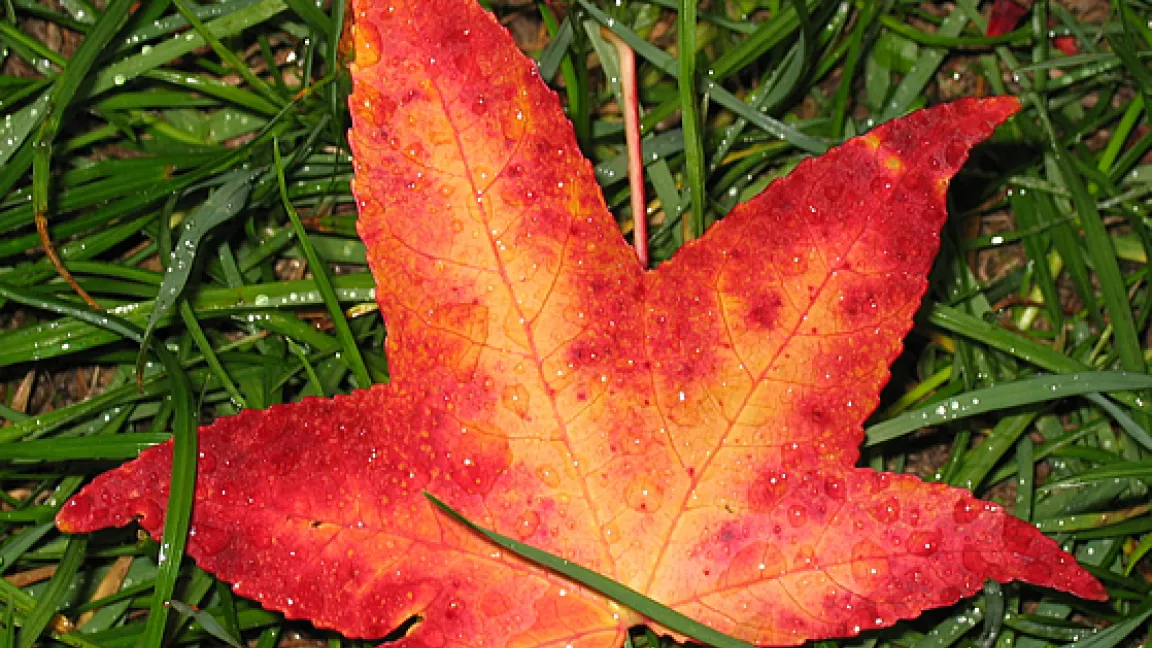 Herbstlaub. 
Quelle: Lars Welters