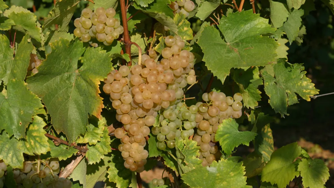 Der Weiße Heunisch ist die älteste dokumentierte Weißweinsorte Deutschlands. Sie war ursprünglich schwarzbeerig und ist mutiert. Eine solche Mutation konnte bisher nur beim Weißen Heunisch nachgewiesen werden. Quelle: Julius Kühn-Institut, Institut für Rebenzüchtung Geilweilerhof