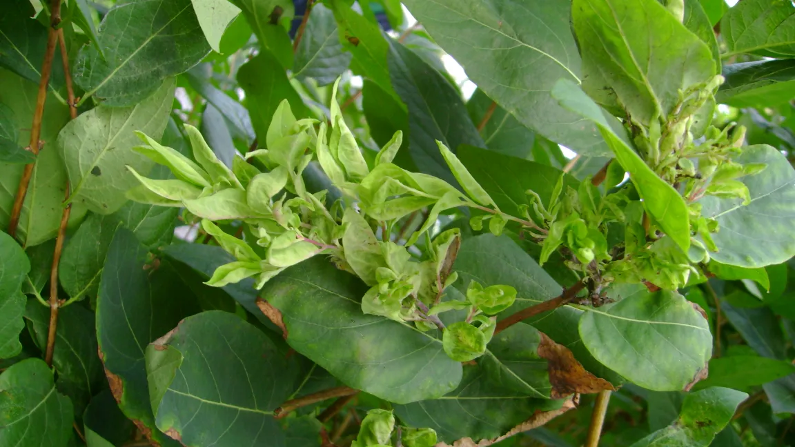 Hexenbesen an der Heckenkirsche. Foto: Klaus Margraf