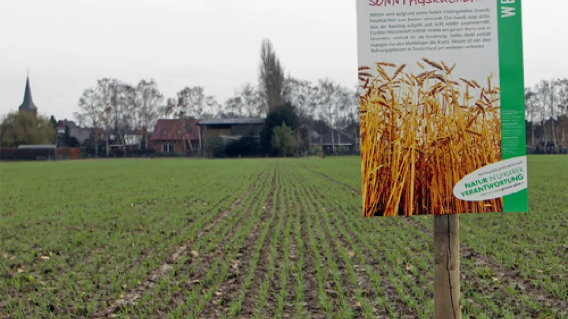 Hier wächst innerhalb von 9 Monaten Backweizen für Brötchen und Sonntagskuchen heran.
	Quelle: Wiedenau