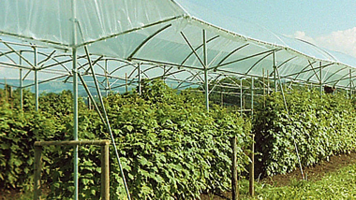 Himbeersträucher unter einem Regendach
	Quelle: Brühlwiler Maschinen AG, Balterswil.