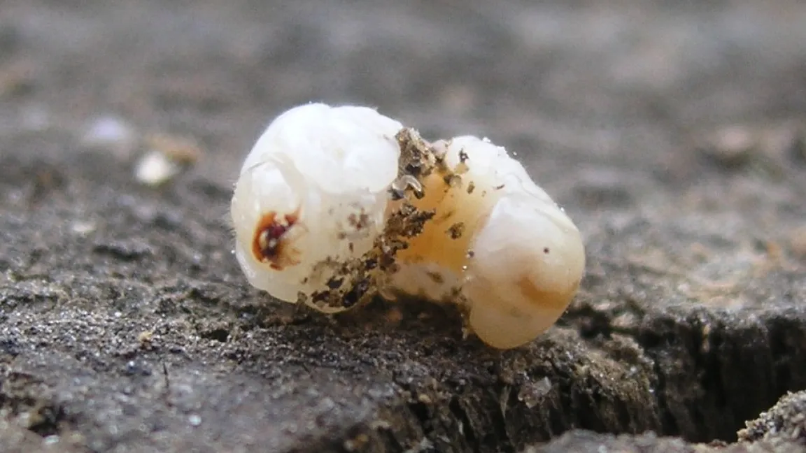 Die Larve des Gemeinen Nagekäfers, umgangssprachlich auch Holzwurm genannt, fressen sich durch verbautes Holz. Foto: wikipedia