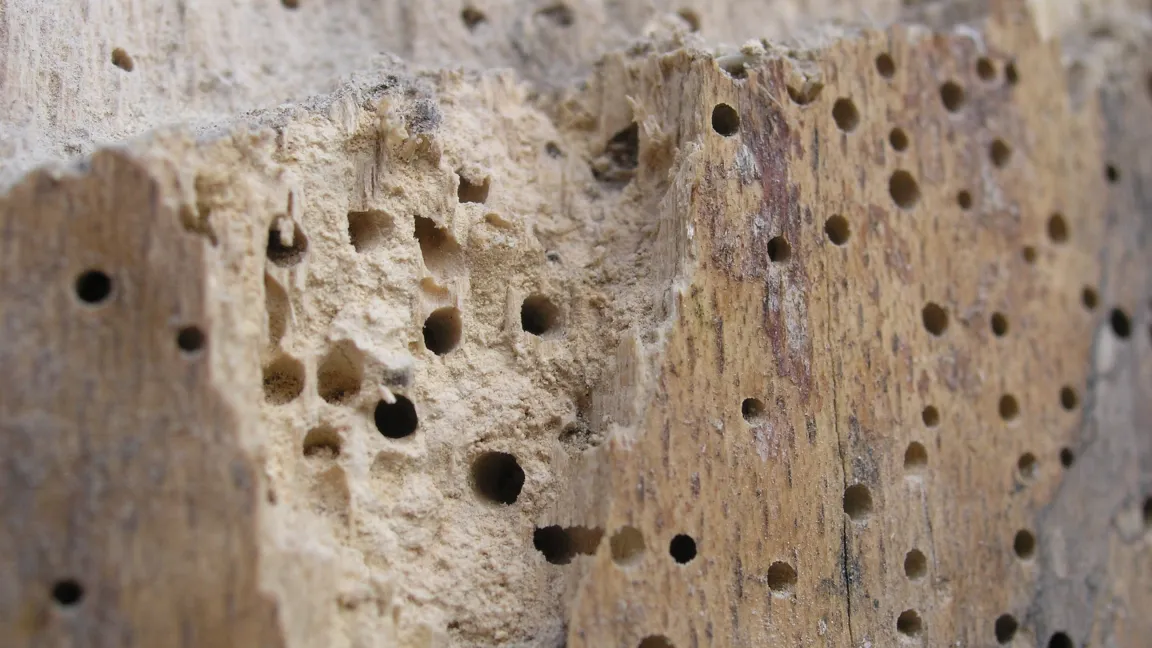 Nahaufnahme der Holzwurm-Löcher, Durchmesser der Löscher: 1-2mm. Foto: wikipedia